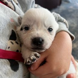 Female 4 - Blue female Australian Cattle Dog puppy in Irvington, Kentucky from Dry Valley’s Australian Cattle Dogs