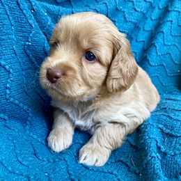 Australian Labradoodle Puppies from Salona- Australian Labradoodles of North America