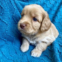 Australian Labradoodle Puppies from Salona- Australian Labradoodles of North America