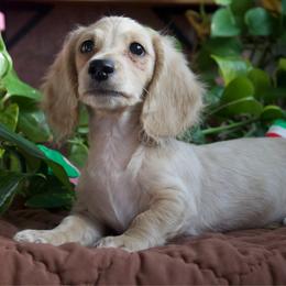 Blaze ( READY TO GO ) 2500 - Cream male Dachshund puppy in Midland, Texas from The Barefield Doxies