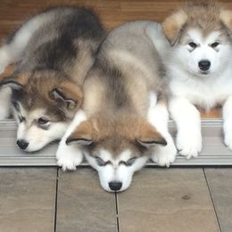 Alaskan Malamute Puppies from Jennifer Corr