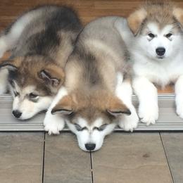 Alaskan Malamute Puppies from Jennifer Corr
