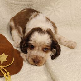 English Springer Spaniel Puppies from Mossy Creek Springers
