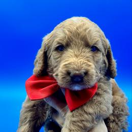 Baguette - Yellow and white male Bernedoodle puppy in Macon County, North Carolina from Mountain Doodles