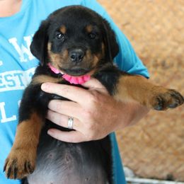 Rottweiler Puppies from World Class Rottweilers