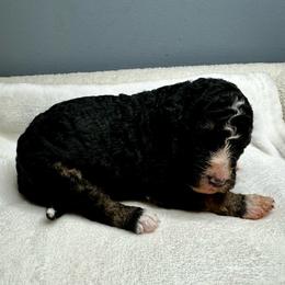 Black tri - Tri-color male Bernedoodle puppy in Holt, Missouri from Mindys Doodles