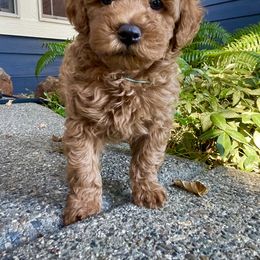 Goldendoodle Puppies from Oregon Doodle