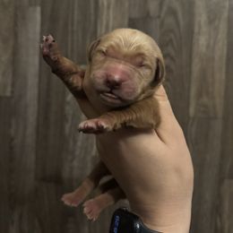Boy 4 - Dark golden male Golden Retriever puppy in Harrisburg, North Carolina from Bunn Ranch Goldens & Bernese