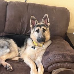 German Shepherd All Grown Up from Freiheit Von Himmel  Shepherds