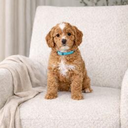 Boy 2 - male Goldendoodle puppy in Humble, Texas from Simply Dane Doodles