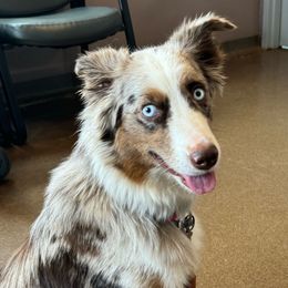 Ginny - Australian Shepherd