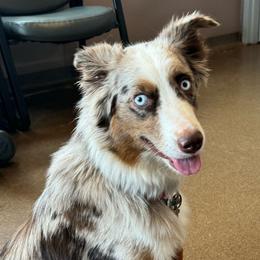 Ginny - Australian Shepherd