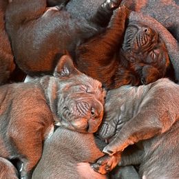 Girl 3 - Cane Corso puppy from Cane Corso Royal Kennels AZ