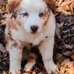 Eve - Red merle female Australian Shepherd puppy in Silex, Missouri from Small Town Australian Shepherds