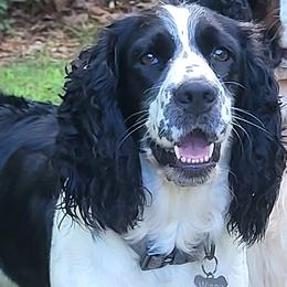 Winny - English Springer Spaniel