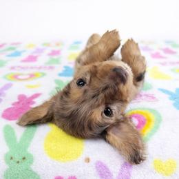 Chocolate and tan dapple female (3208.56) - Dapple female Dachshund puppy in Belle Rive, Illinois from Akin's Miniature Dachshunds, LLC
