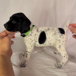 America - Black and white female German Shorthaired Pointer puppy in Edenton, North Carolina from Bockelman GSP’s