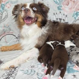 Toy Australian Shepherd puppies from Southpaw Herders LLC