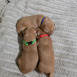 Boy 3 - Yellow male Labrador Retriever puppy in Grand Rivers, Kentucky from Big Water Dreams Retrievers