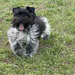 Bo - Miniature Schnauzer