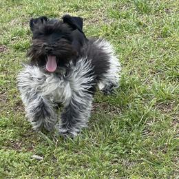 Bo - Miniature Schnauzer