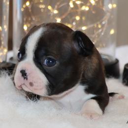 Zola - Black brindle and white female Boston Terrier puppy in Winnsboro, Texas from JP Ranch Bulldogs