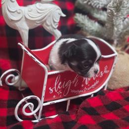 Peanut - Black and white male Chihuahua puppy in Brooksville, Florida from Daystars Chihuahuas