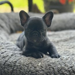 Gideon - Brindle male French Bulldog puppy in Davenport, Pennsylvania from Crooked Pine French Bulldogs