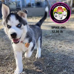 Siberian Husky Puppies from Phresh Pharm Husky Ranch