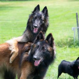 Belgian Tervuren from Coyote Run Tervuren