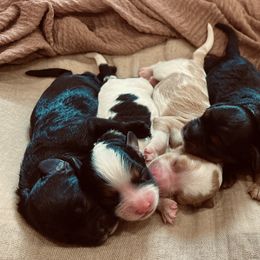 Cavapoo puppies from Middle Creek Ranch