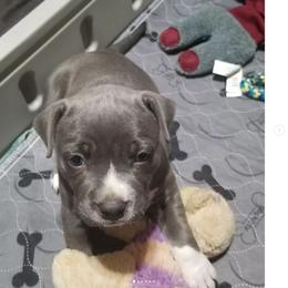 American Bully and American Staffordshire Terrier Puppies from Superstes Guard