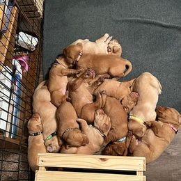 Labrador Retriever Puppies from Ashton White's Labrador Retrievers