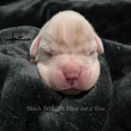 Black Beauties Blow me a Kiss - White female Boxer puppy in Elizabeth City, North Carolina from Black Beauties Boxers