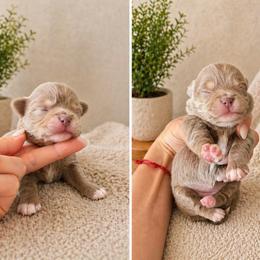 Lilac girl - Silver and white female Chihuahua puppy in Miami, Florida from Natalias Tiny Puppies