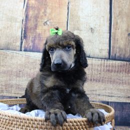 "Female" Dreamfrye "Navy collar" sable - Sable Poodle puppy in Hazard, Kentucky from Suited N Booted Standards