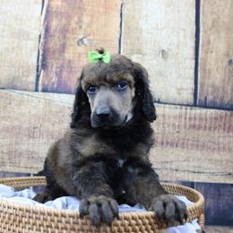 "Female" Dreamfrye "Navy collar" sable - Sable Poodle puppy in Hazard, Kentucky from Suited N Booted Standards