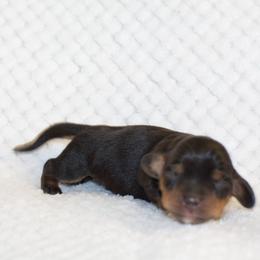 Vance - Black and tan male Dachshund puppy in Bellville, Ohio from JK Mini Doxies