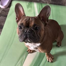 Clyde - French Bulldog