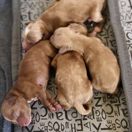 Cockapoo Puppies from Benji’s Cockapoos