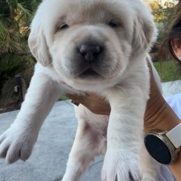 Teal - Yellow female Labrador Retriever puppy in Orangevale, California from NorCal Silver & Coal Labradors