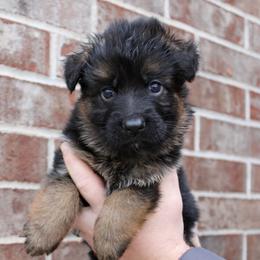 Green collar - Black and red male German Shepherd puppy in Mount Vernon, Missouri from German Haus German Shepherds LLC