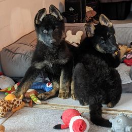 German Shepherd Puppies from Valley Shepherds LLC