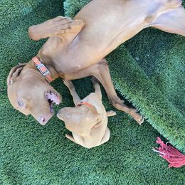 Vizsla Puppies from Waterfall Ranch Hungarian Vizslas