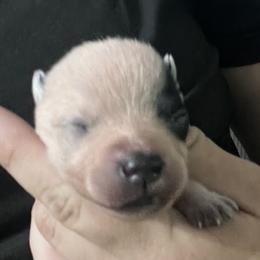 -Boy 3 - Blue male Australian Cattle Dog puppy in Kaufman, Texas from Emberwick Ranch