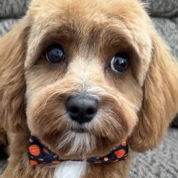 Cavapoos, Goldendoodles, and Poodles from Hilltop Doodles KY LLC