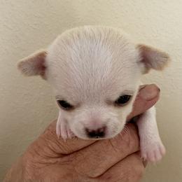 Chihuahua Puppies from Barbara JAN Lukenbill
