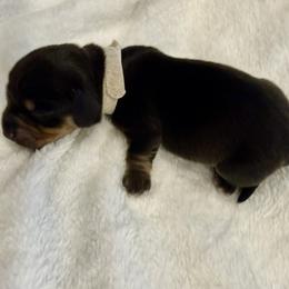 AKC -BRUNO -WHITE COLLAR - - Blue and tan male Dachshund puppy in Sacramento, California from Valentina's mini  AKC Dachshunds