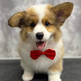 George - Sable Pembroke Welsh Corgi puppy in Purcellville, Virginia from Rhone River Farm Pembroke Welsh Corgis