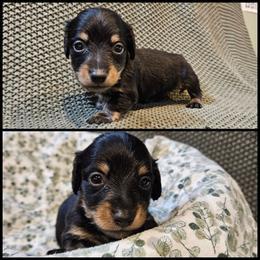 Black - Black and tan male Dachshund puppy in Panama City Fl, Florida from Southern Bliss Doxies